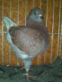 /album/fotogaleria-chovne-holuby1/fsdfsd-jpg1/